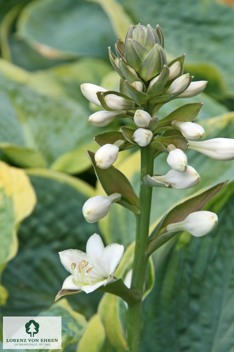 Hosta 'Frances Williams'
