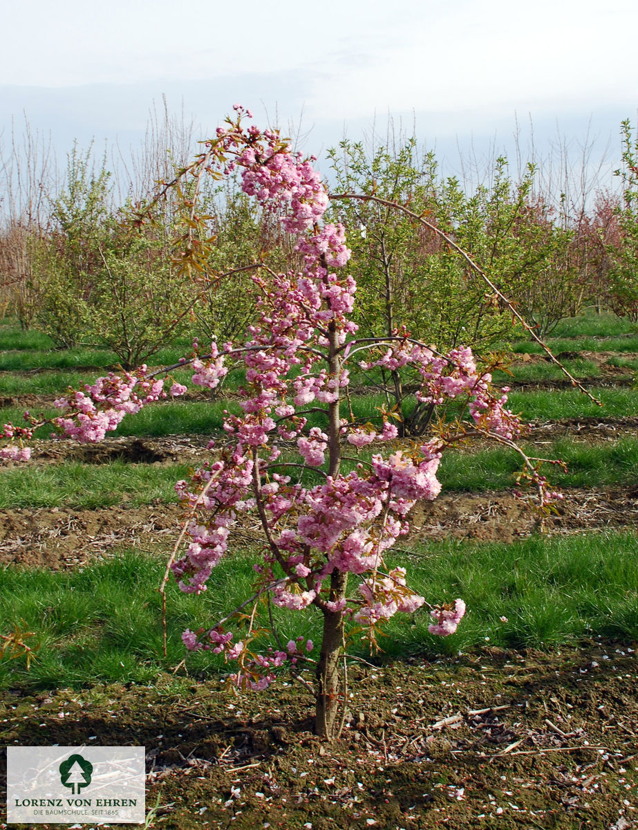 Prunus serrulata 'Kiku-shidare-zakura'