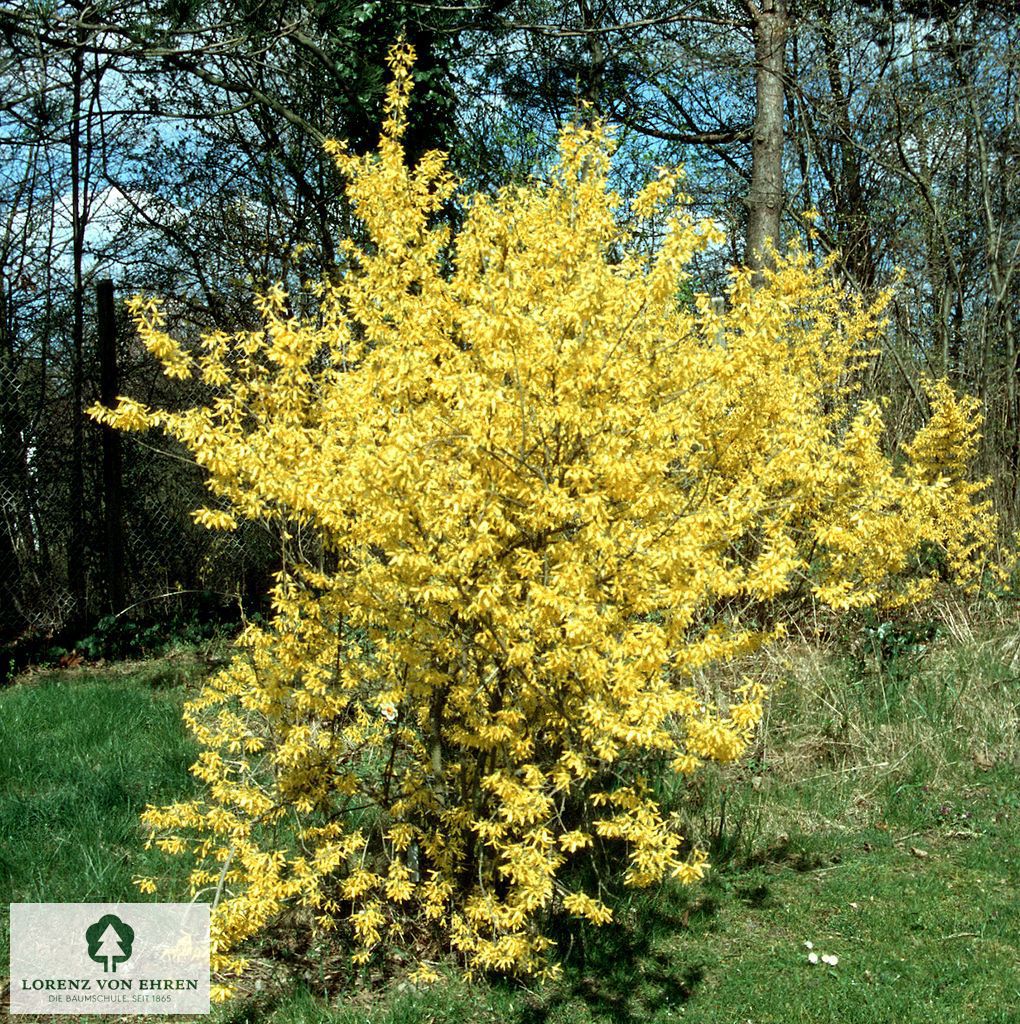 Forsythia 'Lynwood'