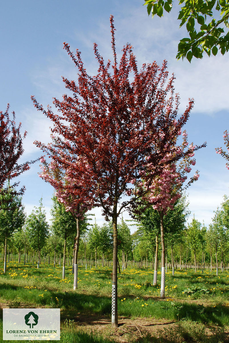 Prunus cerasifera \'Nigra\' | Baumschule LvE