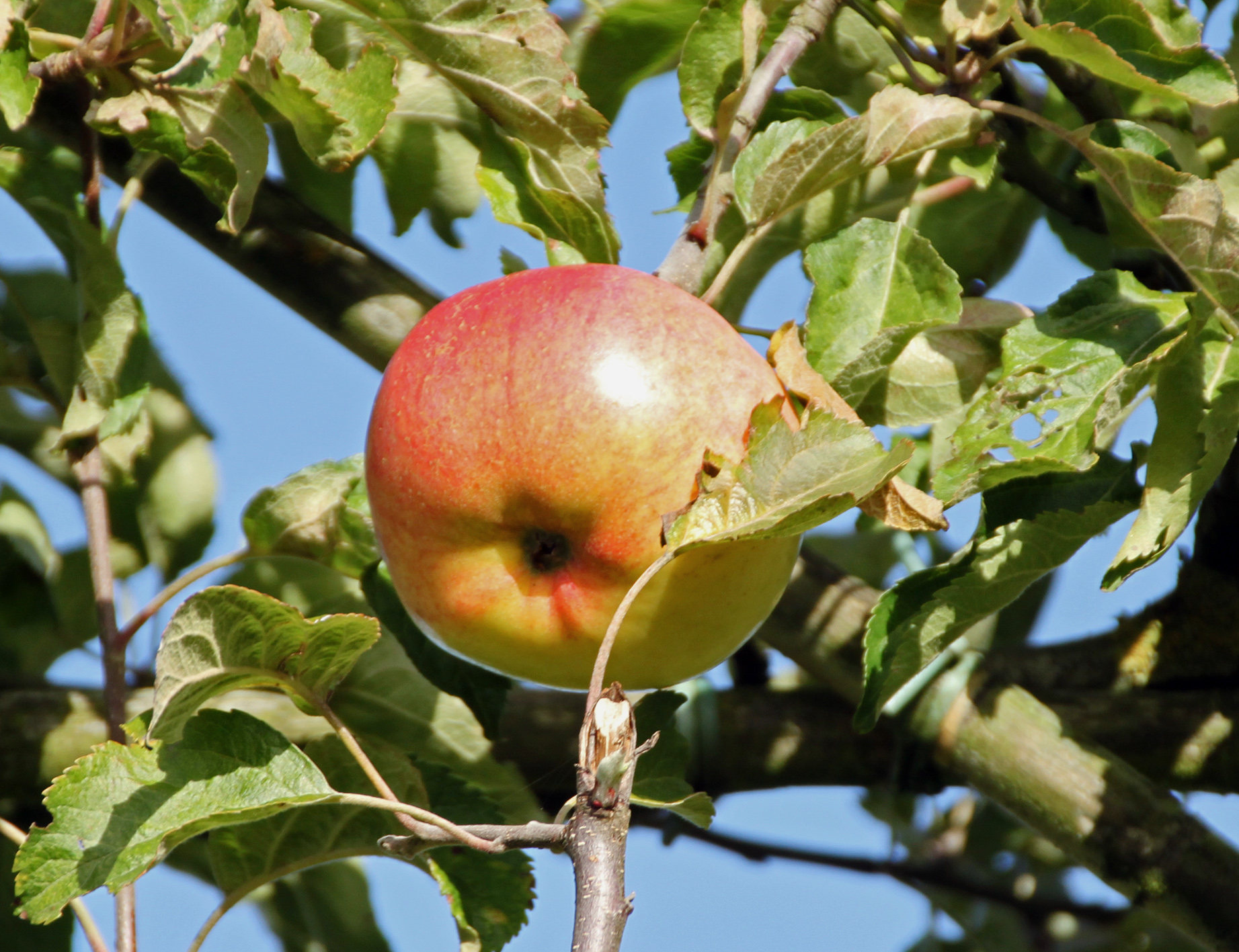 Apfel 'Holsteiner Cox' Unikat