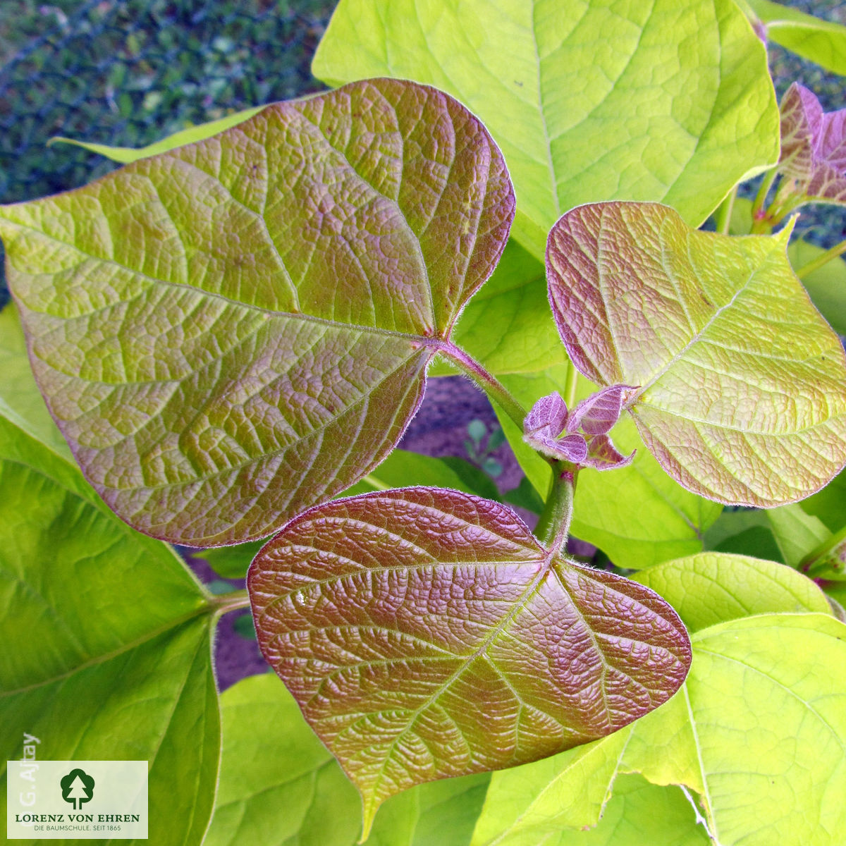 Catalpa bignonioides 'Aurea'