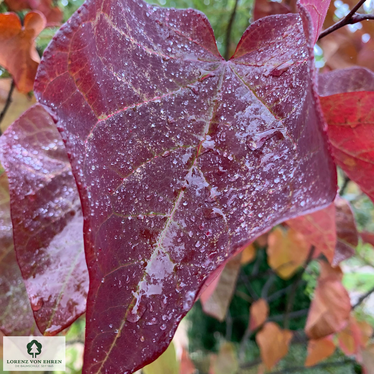 Cercis canadensis 'Forest Pansy'