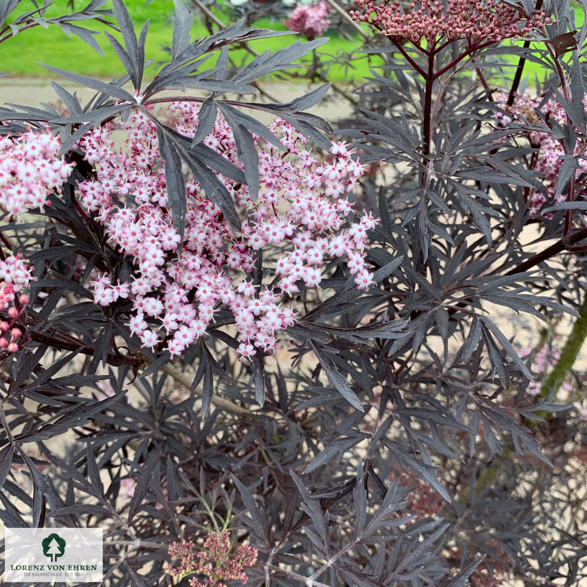 Sambucus nigra 'Black Lace'
