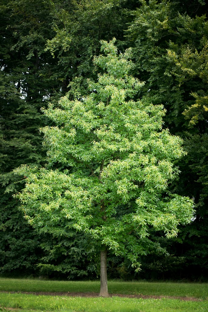 Castanea sativa Unikat