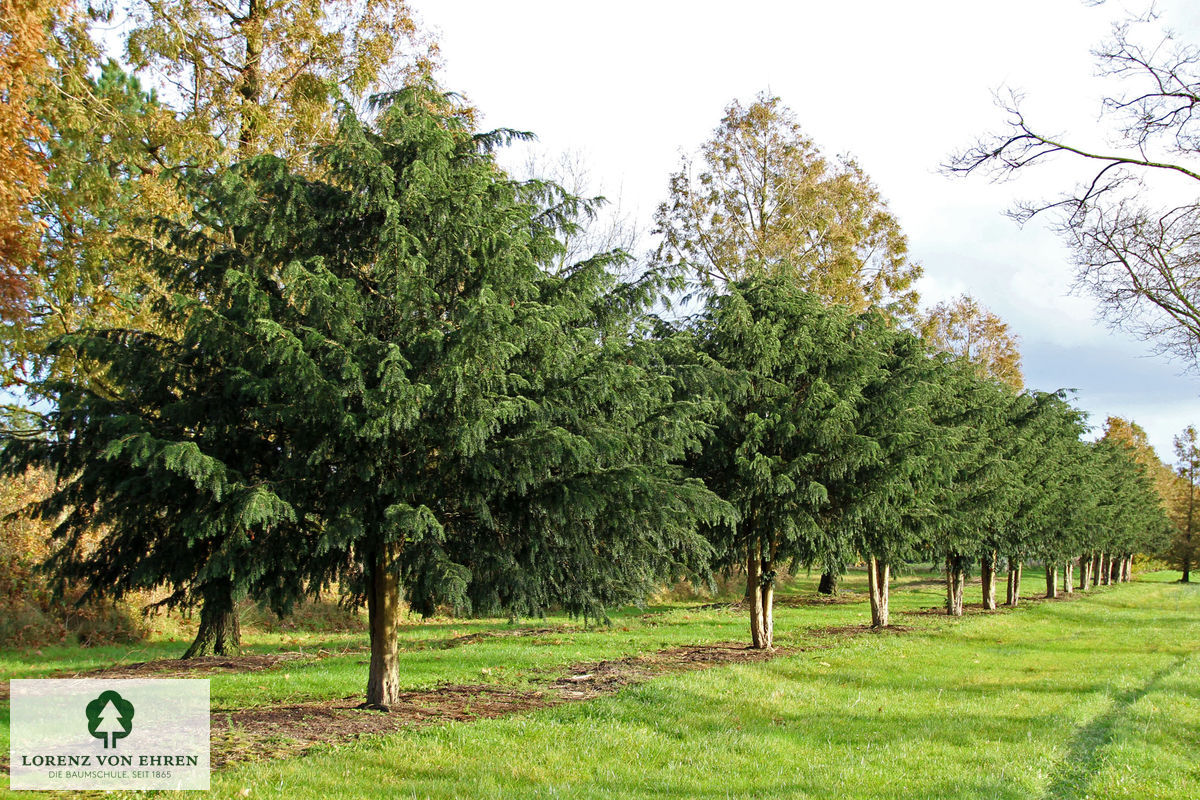 Taxus baccata 'Dovastoniana'