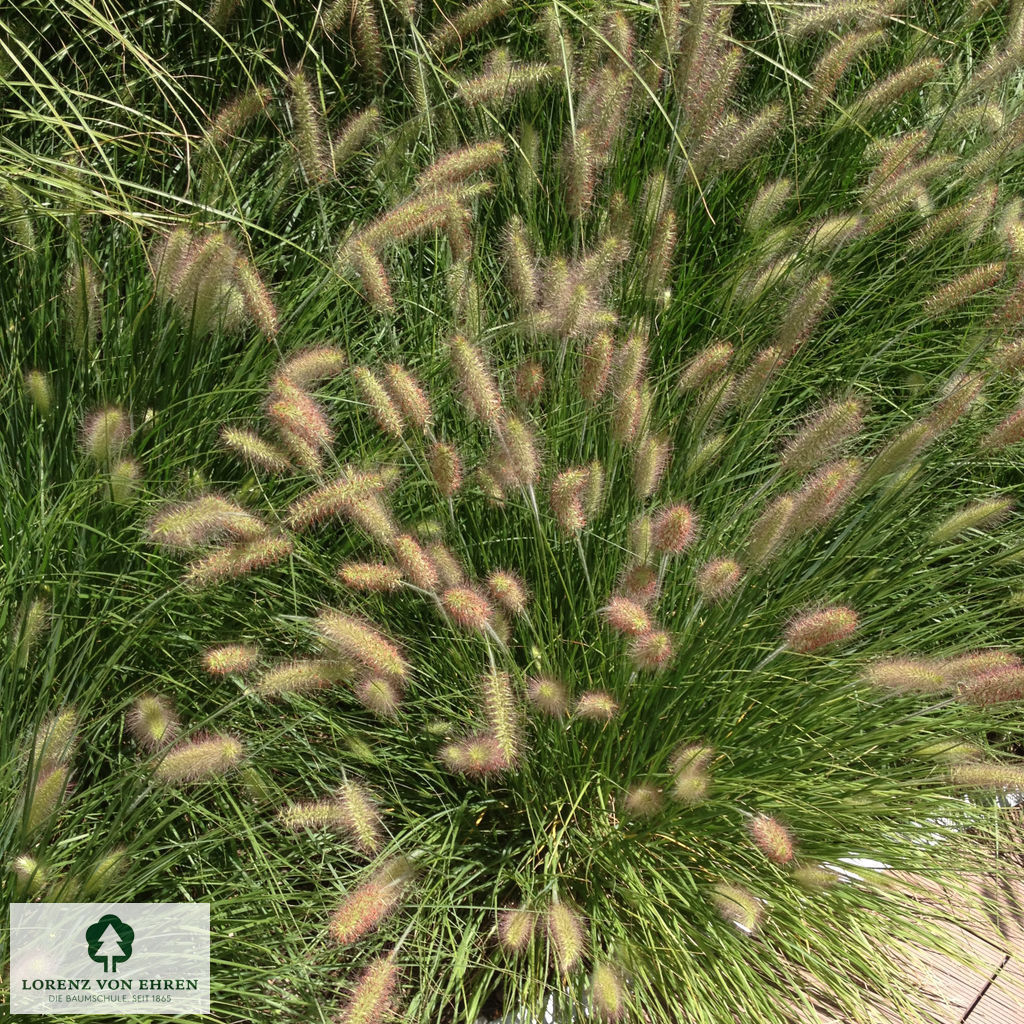 Pennisetum alopecuroides 'Hameln'