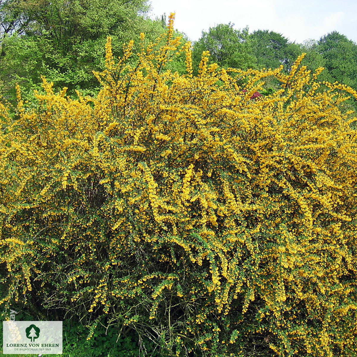 Berberis stenophylla