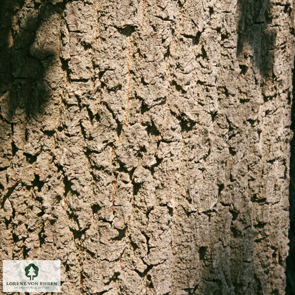 Quercus robur