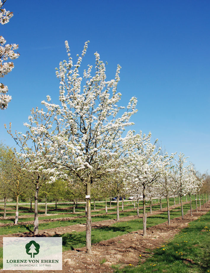 Pyrus communis 'Gute Graue'