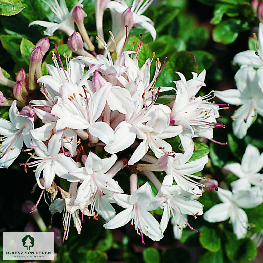 Rhododendron Azalea viscosum 'Sommerduft'