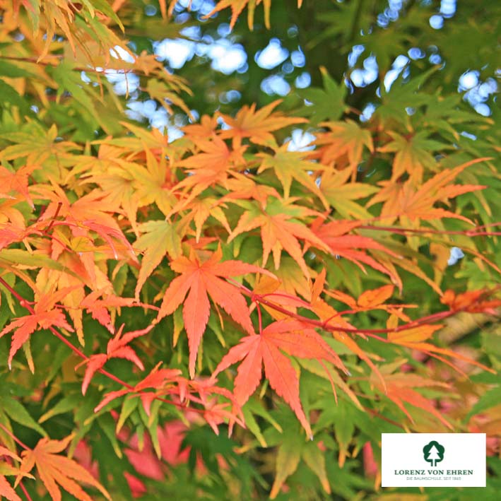 Acer palmatum