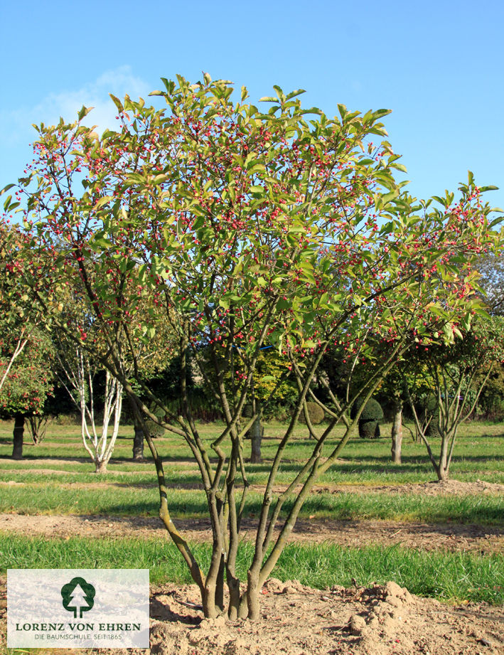 Euonymus yedoensis