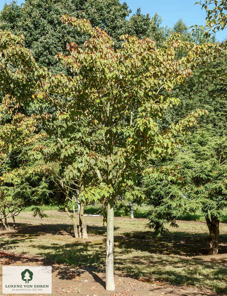 Acer capillipes