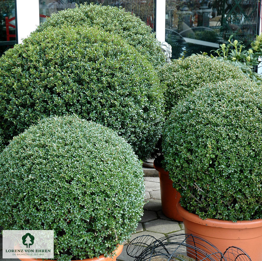 Ilex crenata