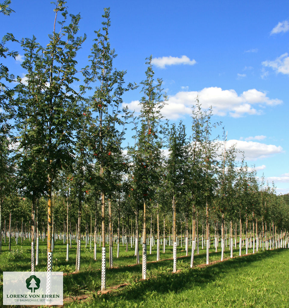 Sorbus aucuparia