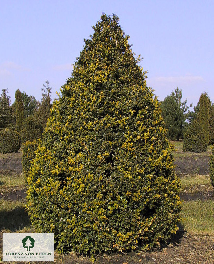 Buxus sempervirens arborescens  großer Kegel
