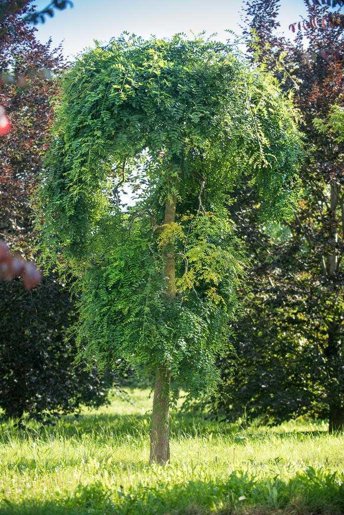 Styphnolobium japonicum 'Pendula' Unikat