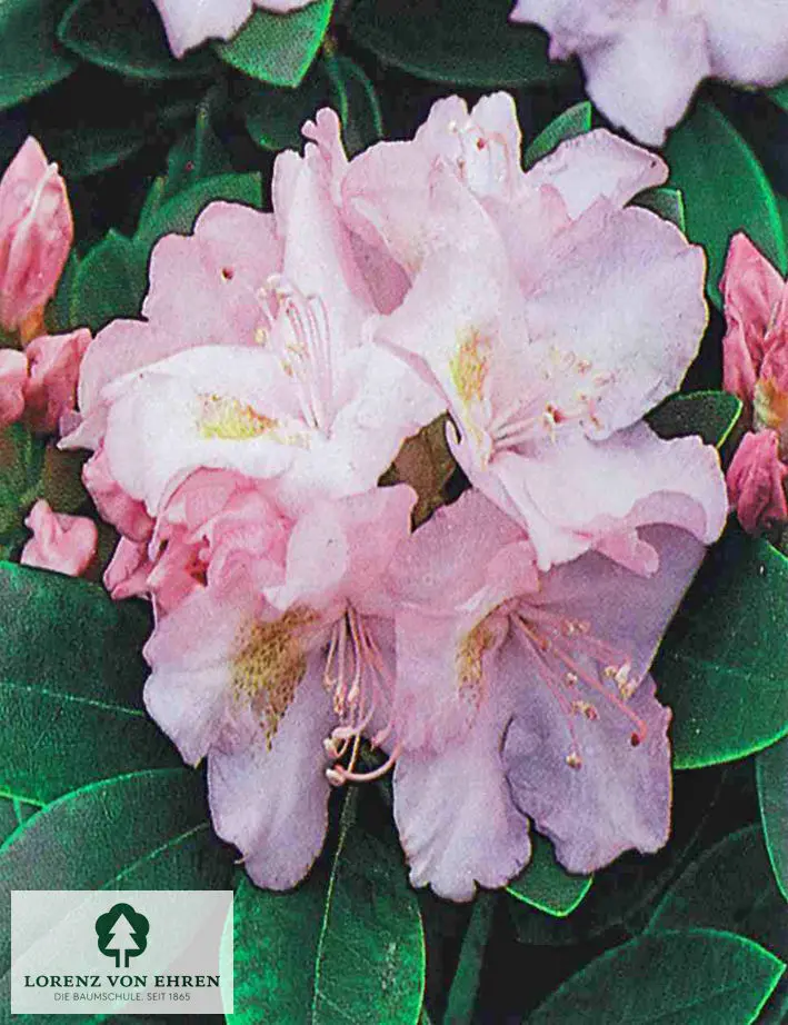 Rhododendron Hybride 'Album Novum'