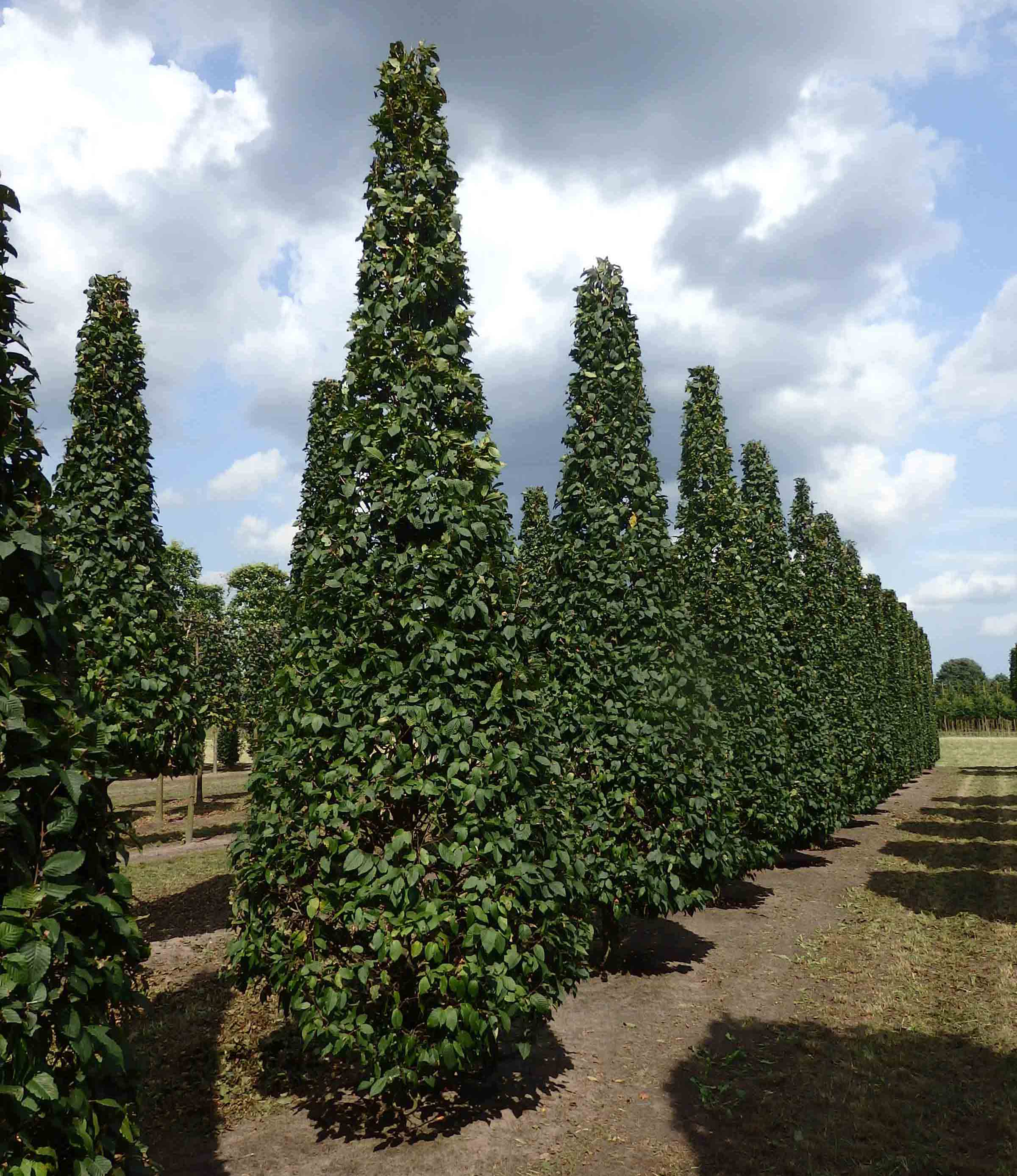 Carpinus betulus 'Lucas' Reihe von Kegelbäumen