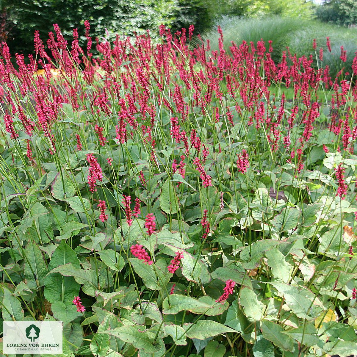 Polygonum amplexicaulis 'Speciosum'