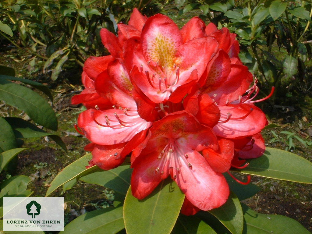 Rhododendron Hybride 'Junifeuer'