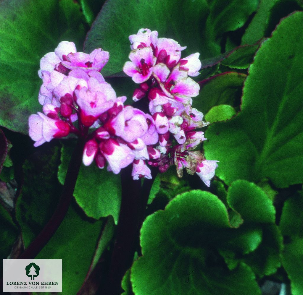 Bergenia cordifolia 'Rotblum'