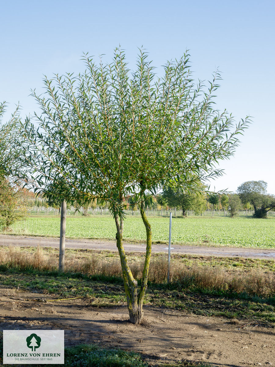 Salix alba 'Chermesina'