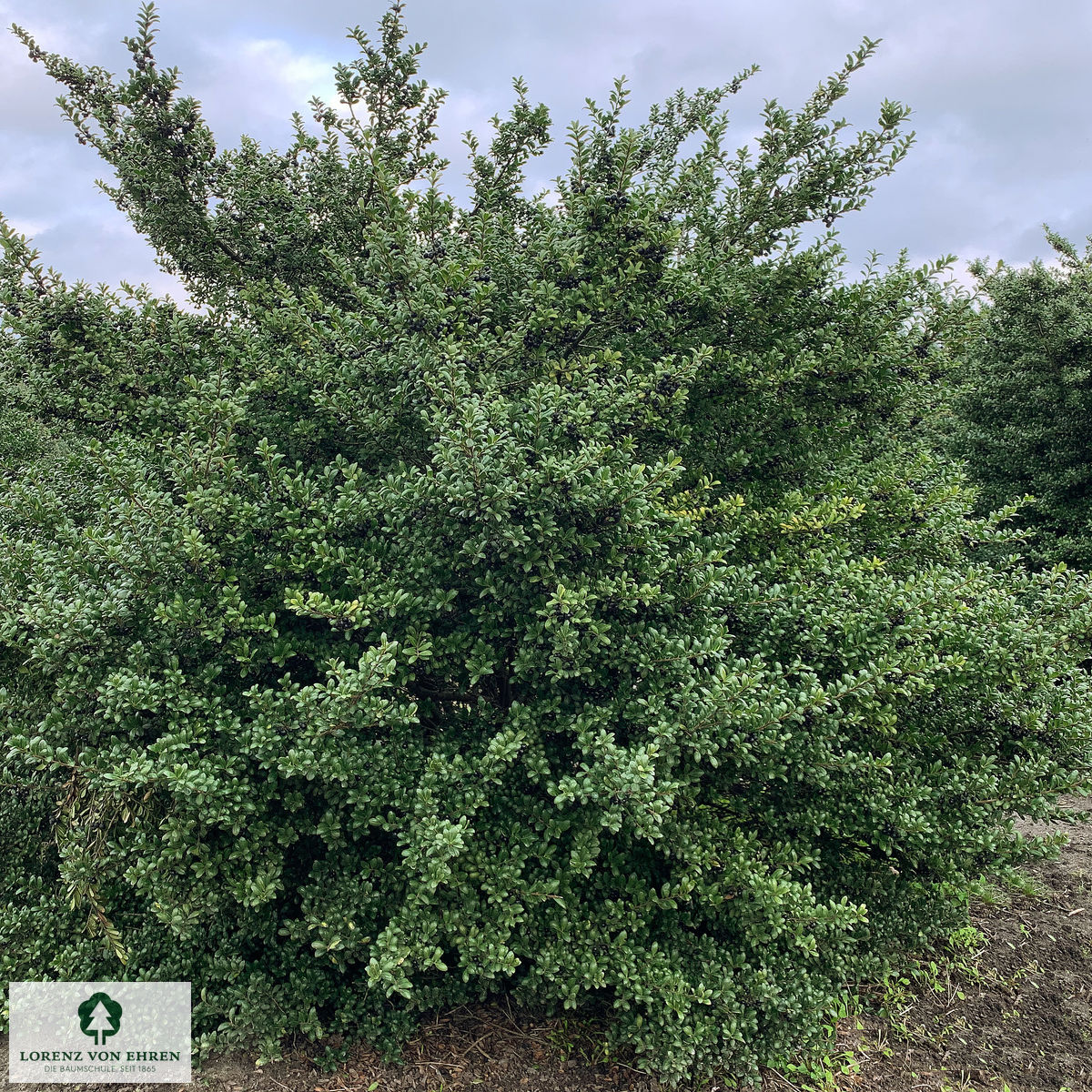 Ilex crenata