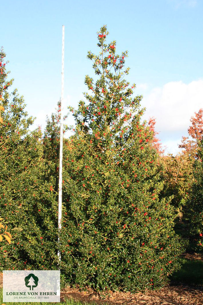 Ilex aquifolium