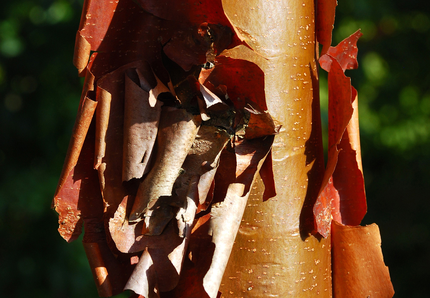 Abblätternde Baumrinde