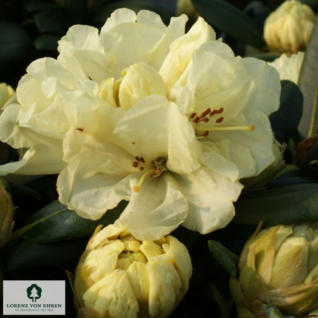 Rhododendron yakushimanum 'Lucinda'