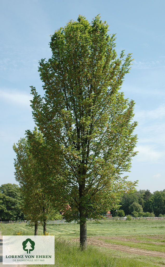 Ulmus hollandica 'Lobel'