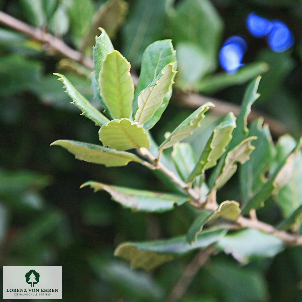 Quercus ilex