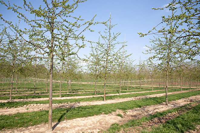 Malus Red Sentinel