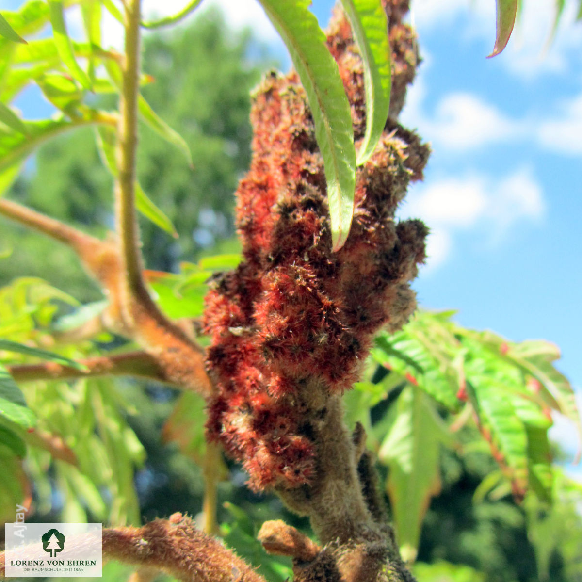 Rhus typhina 'Dissecta'
