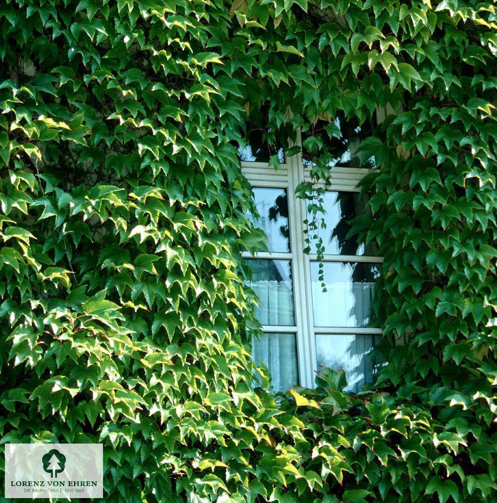 Parthenocissus tricuspidata 'Veitchii'