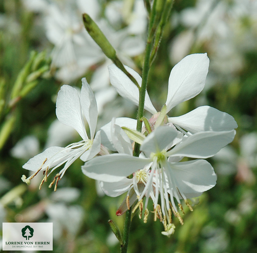 Gaura lindheimeri