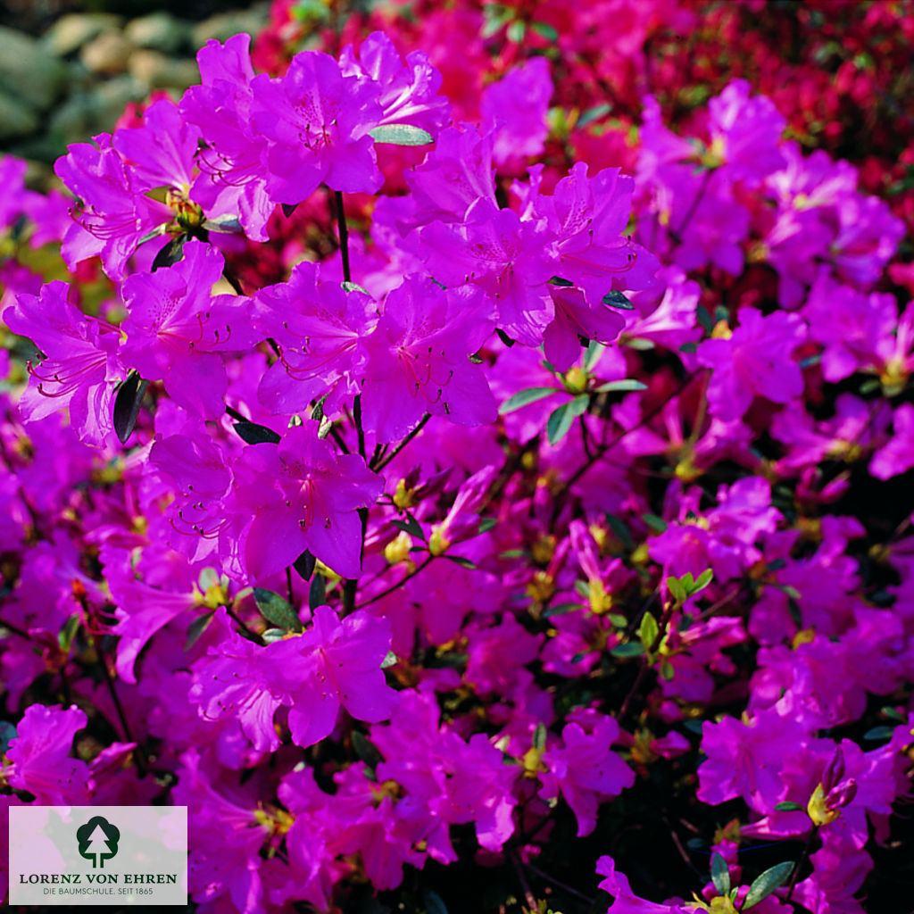 Rhododendron Japanische Azalee 'Blaue Donau'