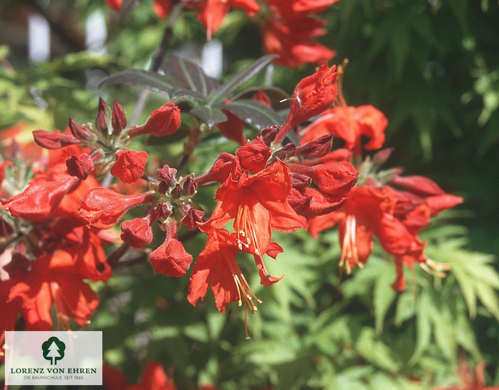 Rhododendron Azalea 'Feuerwerk'