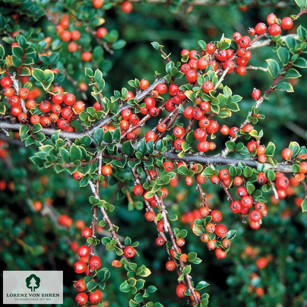 Cotoneaster horizontalis