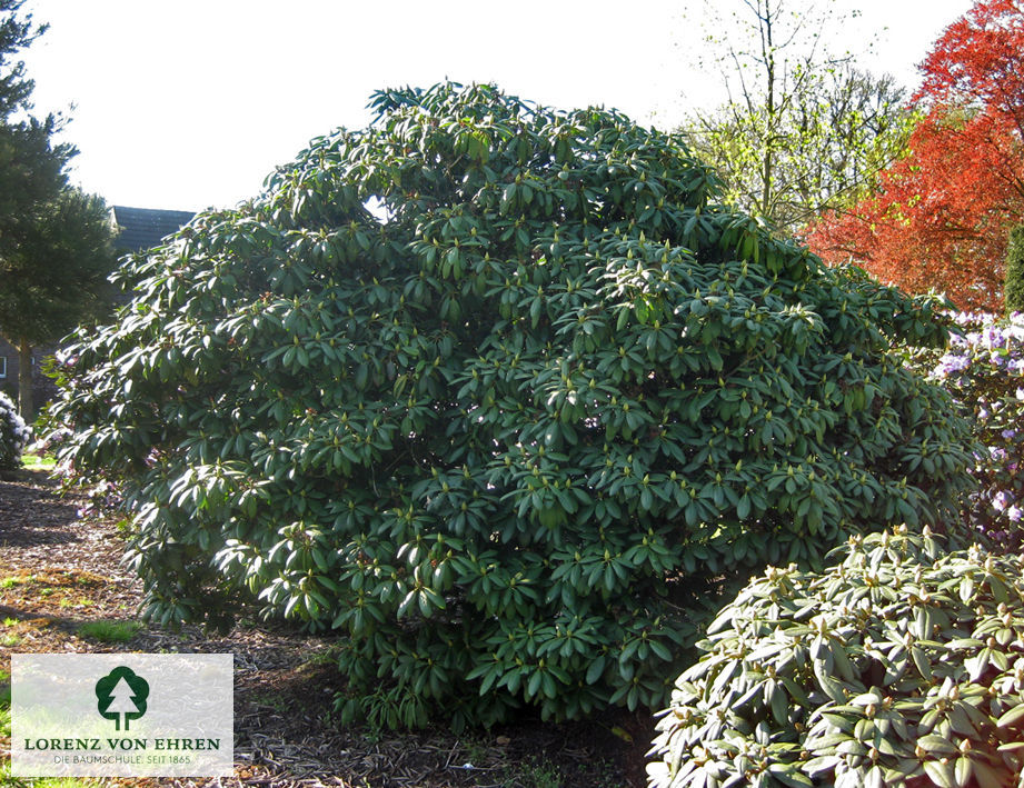 Rhododendron Hybride 'Roseum Elegans'