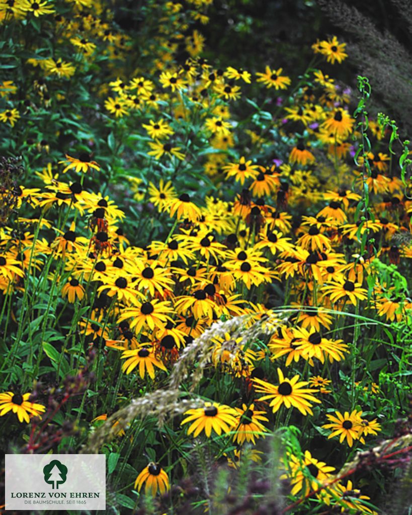 Rudbeckia fulgida 'Goldsturm'