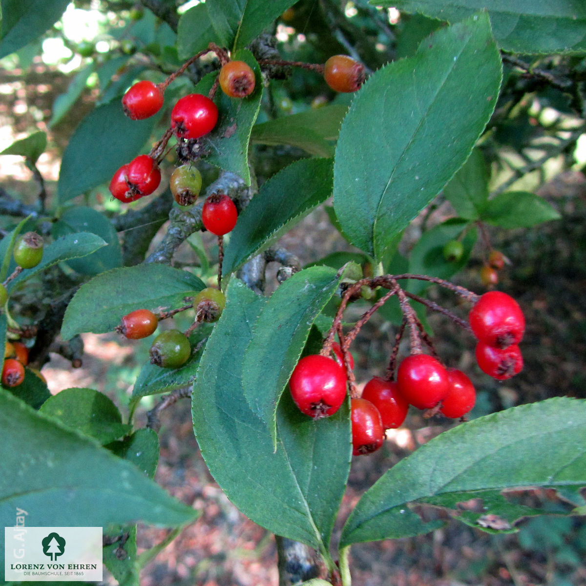 Photinia villosa