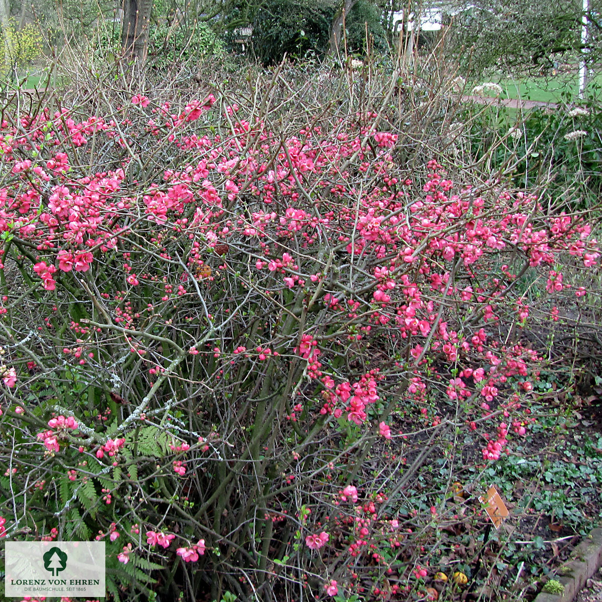 Chaenomeles 'Pink Lady'