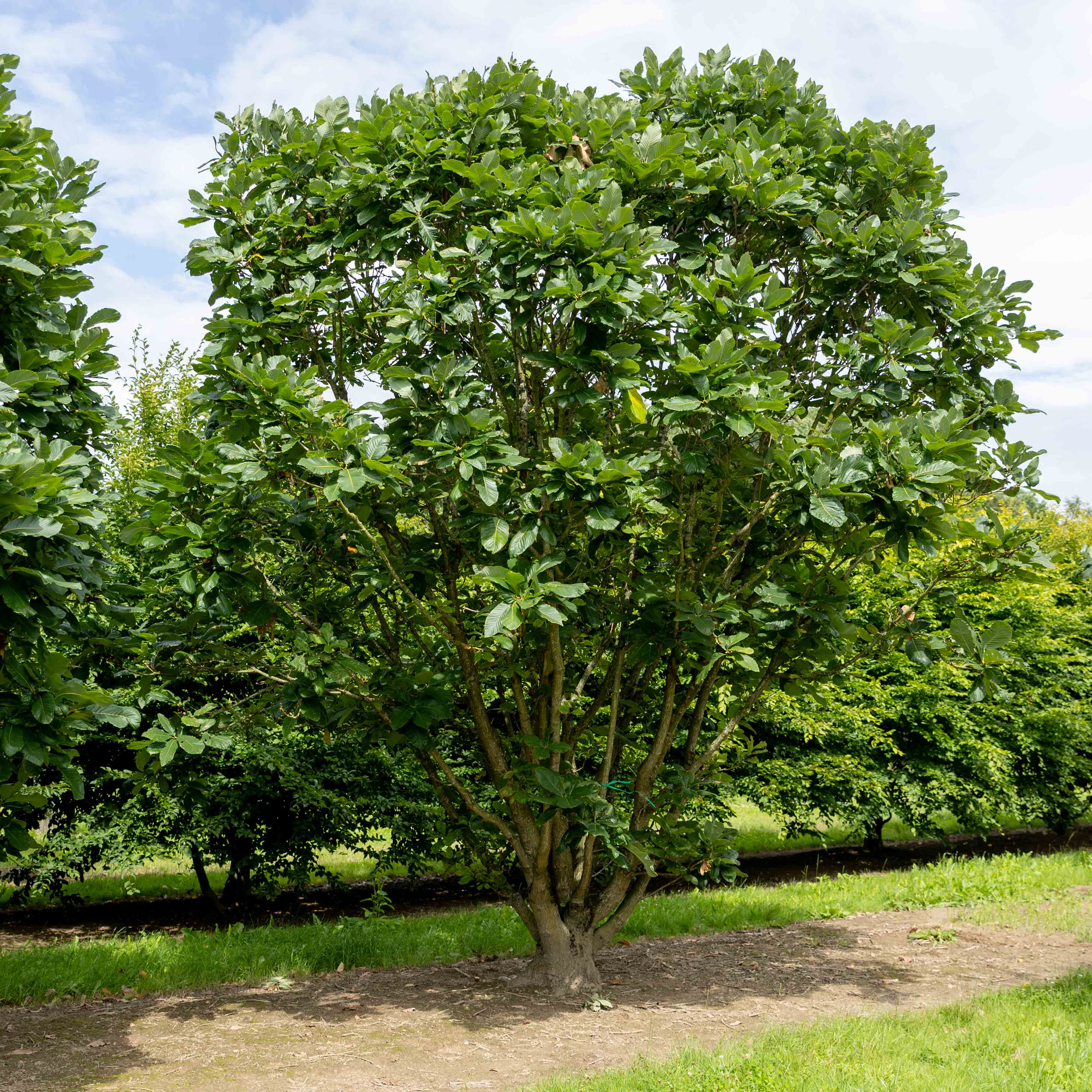 Quercus pontica Unikat