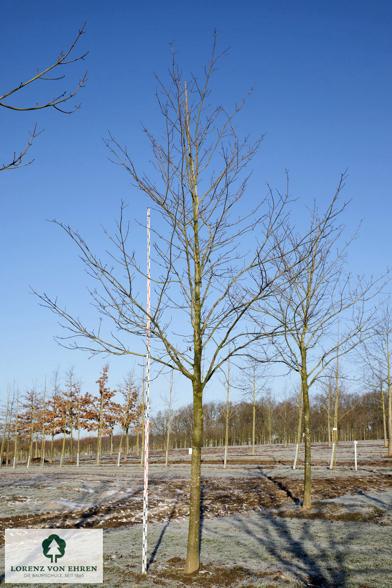 Acer platanoides 'Royal Red'