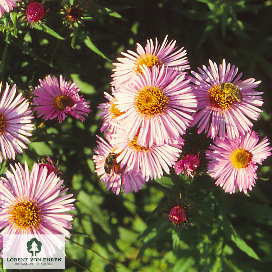 Aster novae-angliae 'Rudelsburg'