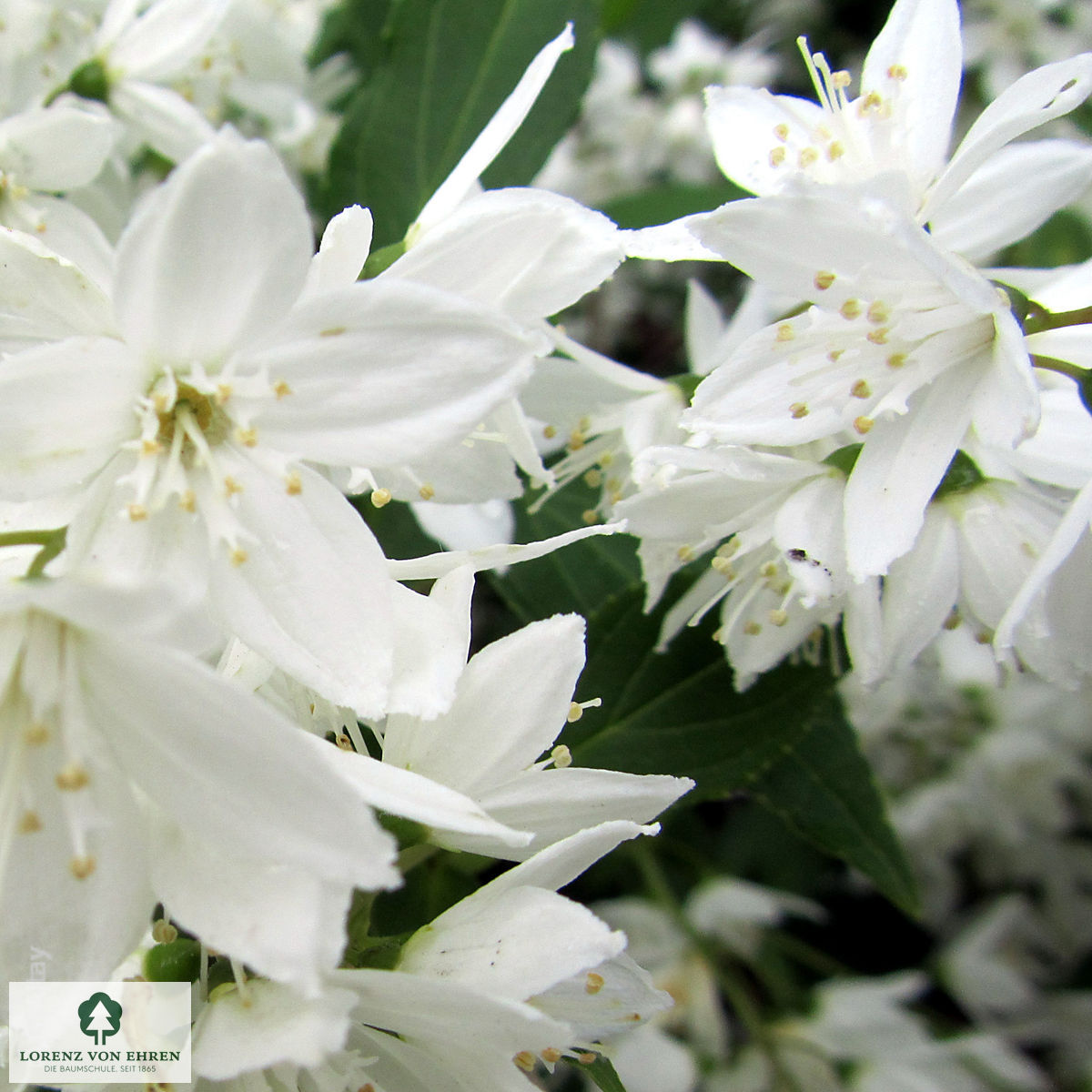 Deutzia lemoinei 'Boule de Neige'