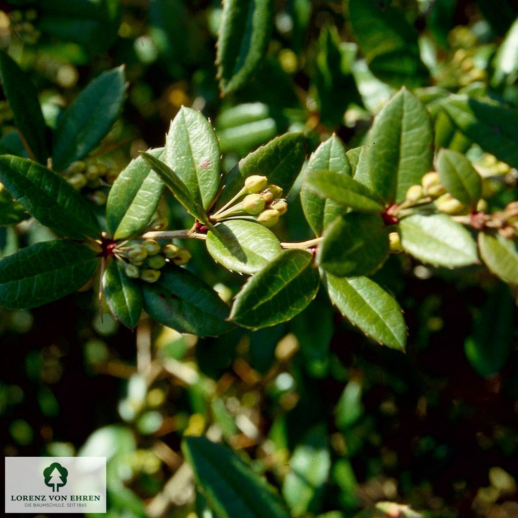 Berberis hookeri